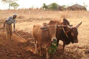 Article : L&rsquo;Agro&eacute;cologie, strat&eacute;gie d&rsquo;adaptation au changement climatique